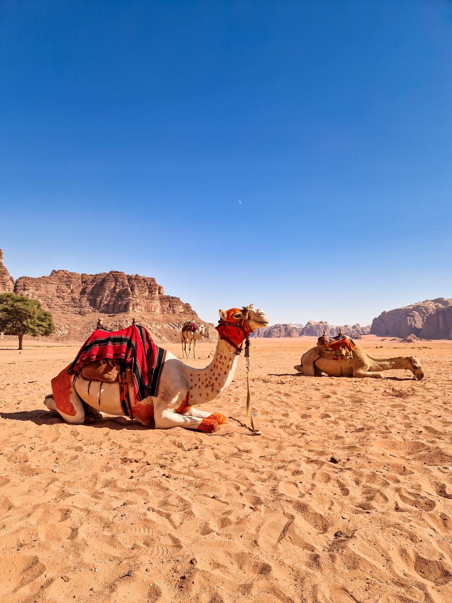 Star City Camp Wadirum Wadi Rum Exterior photo